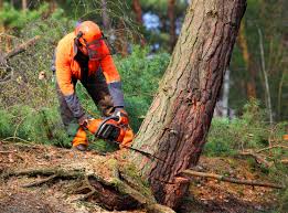 Best Hazardous Tree Removal  in Pearl River, NY